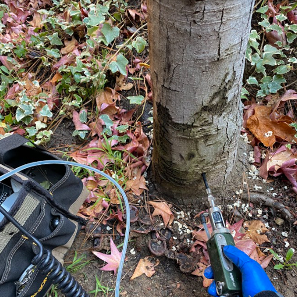 5 Common Tree Diseases in California and How to Identify Them