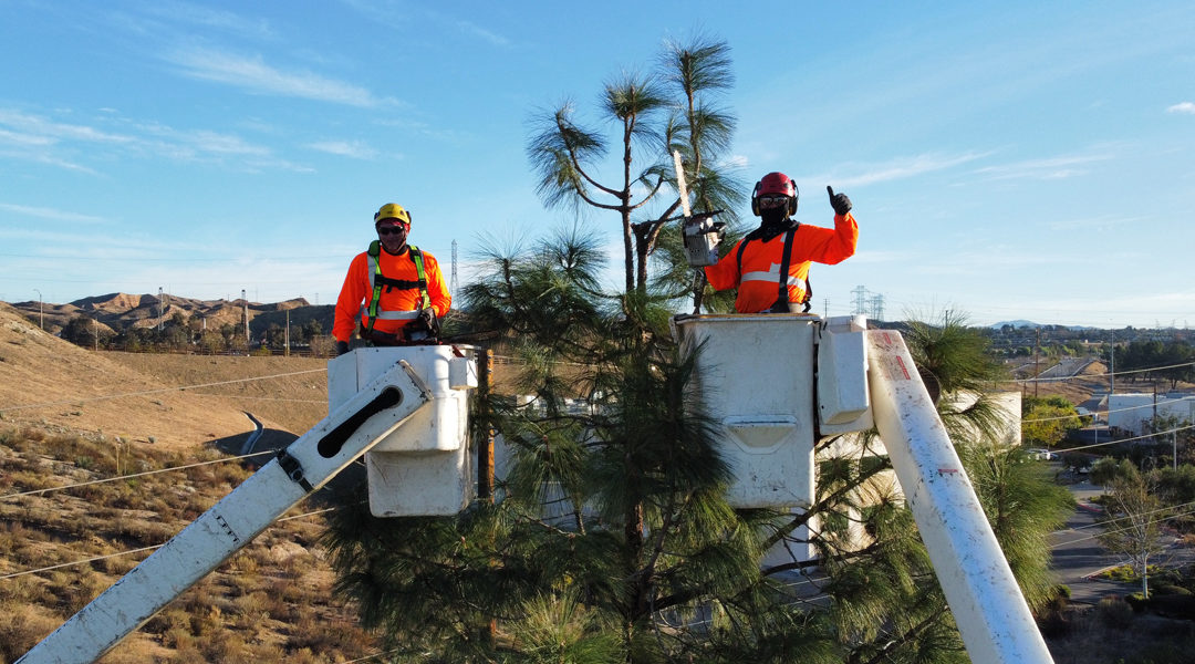 What to Ask a Tree Service Company: 5 Best Questions